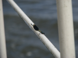 juli-7.jpg (53996 Byte)